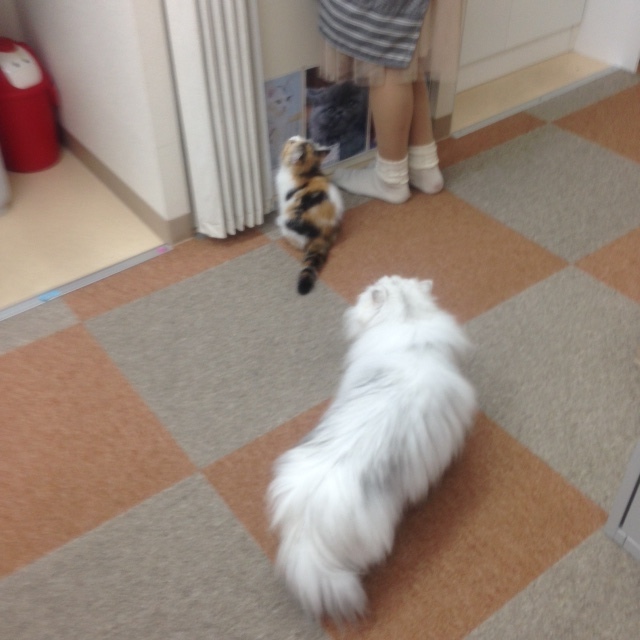 高田馬場の猫カフェ Cat Cafe にゃんこと 行ってきました イー キャンパス公式ブログ